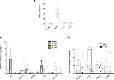 Frontiers Semaphorin 7a Is Protective During Inflammatory Peritonitis