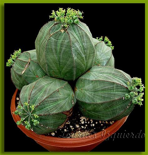 Euphorbia Obesa Planting Succulents Cactus Plants Euphorbia