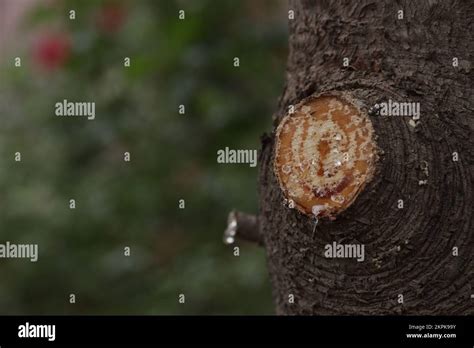 Tree Sap Coming Out Of Cut Branches Of A Pine Tree Concept Of