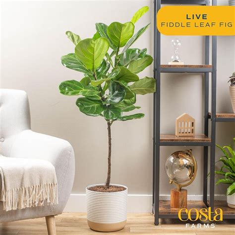 Costa Farms Fiddle Leaf Fig Tree Live Indoor 3 4 Feet Tall Nursery