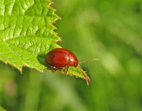 Leaf Beetle Gedling Conservation Trust Nottingham