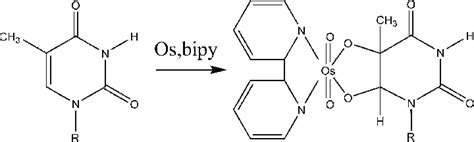 Reaction Of Os Bipy With Thymine In Single Stranded Dna Form Os Bipy