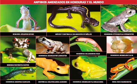 En peligro de extinción ranas y sapos de Honduras por el cambio climático