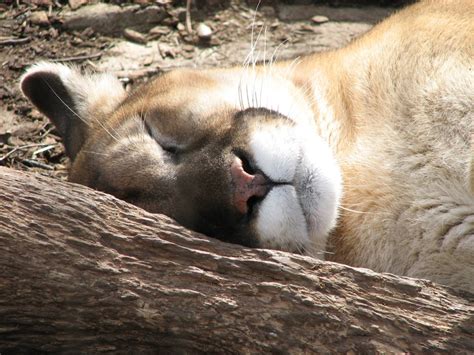 Free Images Wildlife Zoo Fur Sleeping Predator Fauna Big Cat