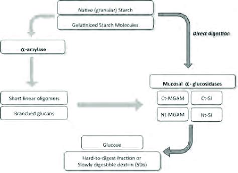 The Proposed Scheme Of Starch Digestion By The Digestive Enzymes In The Download Scientific