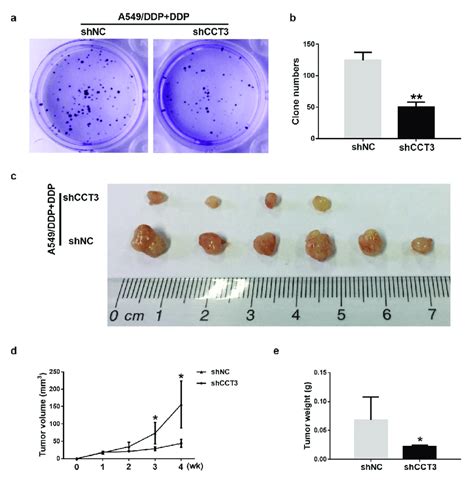 Cct Ablation Weakened The Tumorigenicity Of Cisplatin Treated A Ddp