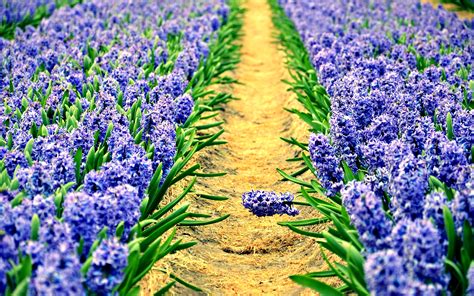 Purple Hyacinth Wallpaper