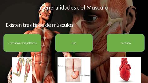 Anatomia Do M Sculo Histologia Pptx Descarga Gratuita