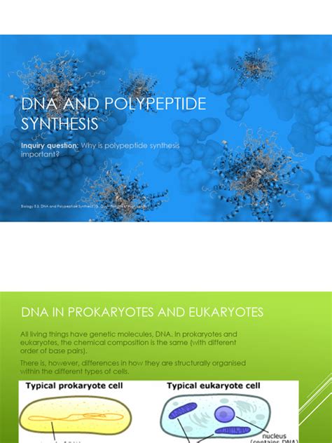 Pdf Module 53 Dna And Polypeptide Synthesis Download Free Pdf Translation Biology