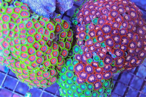 Torontos Best Aquarium Store And Saltwater Corals