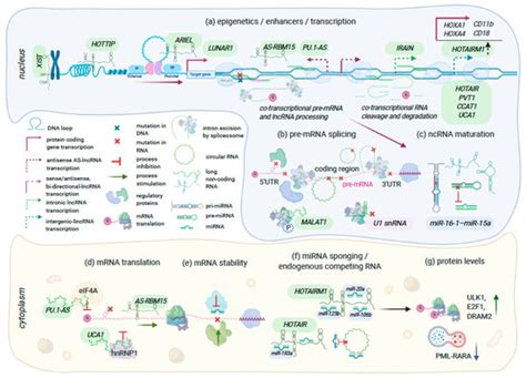 Cancers Free Full Text The Role Of Cis And Trans Acting RNA