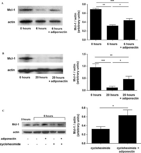 Adiponectin Maintains Mcl Protein Levels By Increasing Mcl Protein