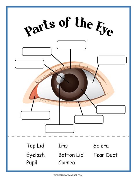 Eye Anatomy Worksheets