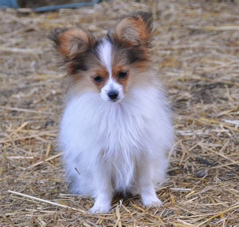 Roads End Papillons 4 Months Old Papillon Siblings