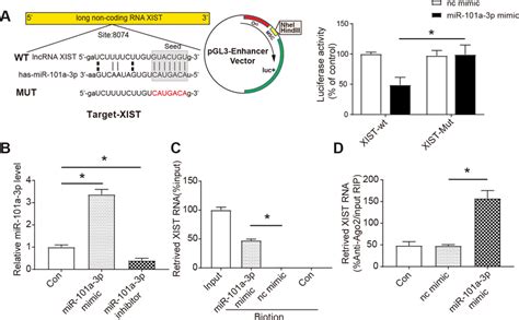 The Interaction Between Xist And Mir 101a 3p A Bioinformatic