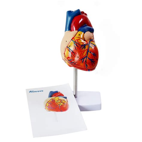 Mua Aliwovo Anatomical Heart Model Life Size Human Heart Model Anatomy