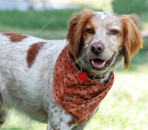 Pictures Brittany Dog Brittany Spaniel Dog — Stock Photo