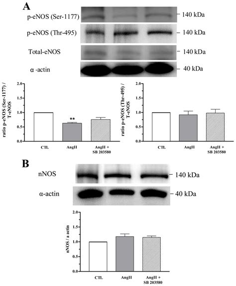 Sb 203580 Prevents Decreased Corporal Expression Of Enos Ser1177 Download Scientific Diagram