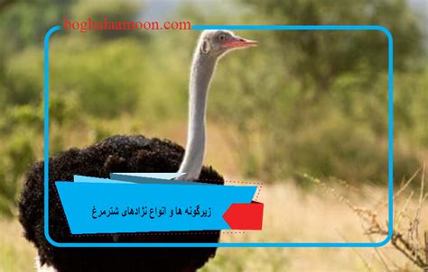 زیرگونه ها و انواع نژادهای شترمرغ مرجع تخصصی دام و طیور مزرعه پرورش