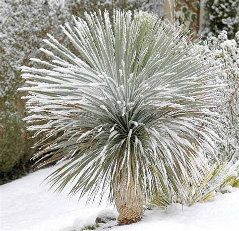 Les Yuccas Rustiques Comment Les Entretenir Yucca Yucca Rostrata