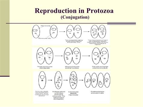 Anatomy Of Protozoan Cell