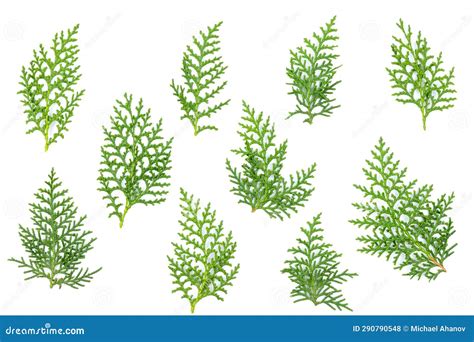 Thuja Orientalis Leaves Foliage Fragment Isolated On White Branch Of