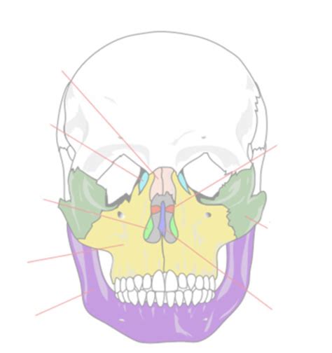 Facial Bones Diagram Quizlet