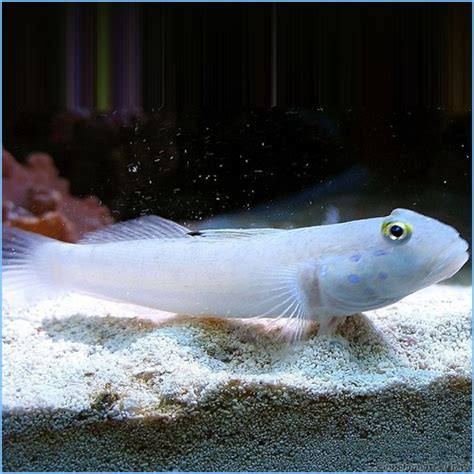 Sleeper Blue Dot Goby Or Ladder Glider Goby Petes Aquariums And Fish