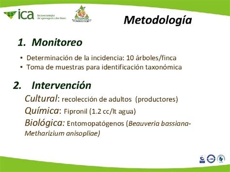 Picudo De Los Citricos Compsus Sp En Colombia