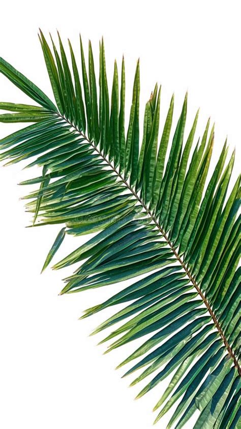 Green Coconut Tree Leaf Isolated On White Background Vibrant Foliage