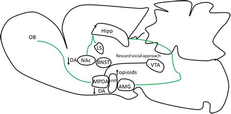 Neuronal Brain Regions And Neuromodulators Involved In Sexual Download Scientific Diagram