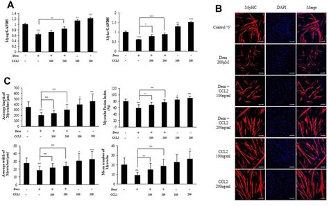 C C Motif Chemokine Ligand Promotes Myogenesis Of Myoblasts Via The