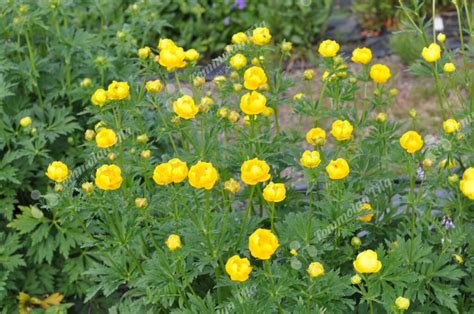 Trollius Europaeus Niittykullero Tommolan Tila