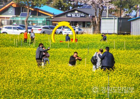 4년을 기다린 삼척맹방 유채꽃 축제 내달 7일 개막