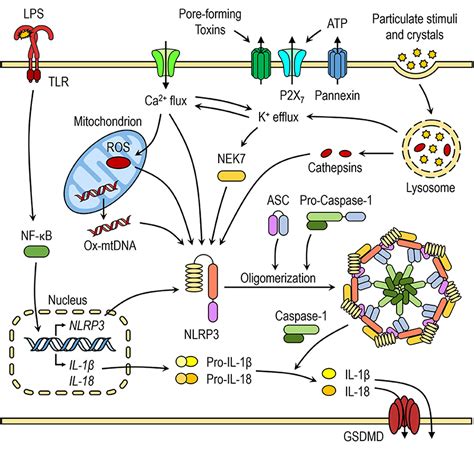 Frontiers Interplay Between Nlrp3 Inflammasome And Autophagy