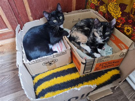 Cat Trap aka Kitten Towers : r/CatTrap