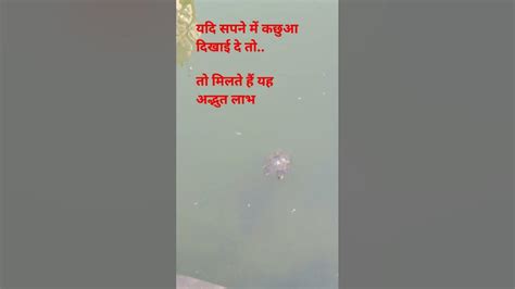 सपने में कछुआ दिखाई पड़ने से क्या होता है जाने कछुआ देखने के लाभ Ll