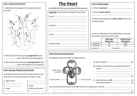 Sb8d The Heart And Cardiac Output A3 Sheet Edexcel Single Biology Gcse