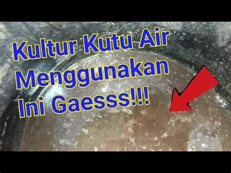 Ternak Kultur Kutu Air Menggunakan Cacing Sutra Dan Air Bekas Ikan