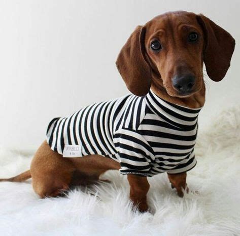 46 Dachshund pajamas ideas | dachshund, dogs, dachshund love