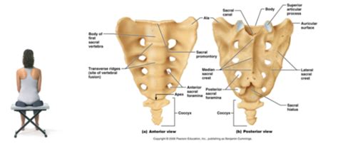 Sacrum SI Pelvis Screening Flashcards Quizlet