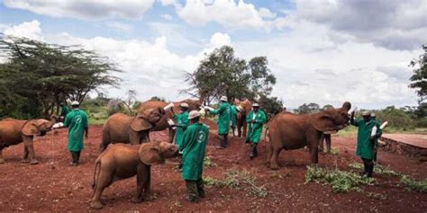 David Sheldrick Wildlife Trust Entrance Fees