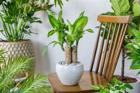 Dracaena Plant Benefits Vastu Significance And Care Tips