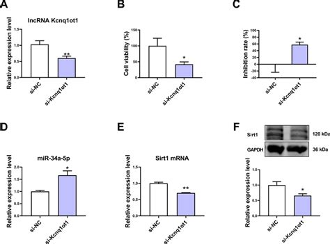 The Effect Of LncRNA Kcnq1ot1 Knockdown On MiR 34a 5p And Sirt1