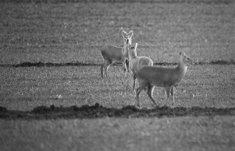 Water Deer Reproduction Rutting Territories Wildlife Online