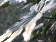 Stark Naked Japanese Fat Frog Lady In The Swamp Hd Xxx Mobile Porno Videos Movies IPornTV Net