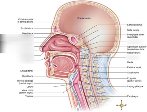 Upper Respiratory System Diagram Quizlet