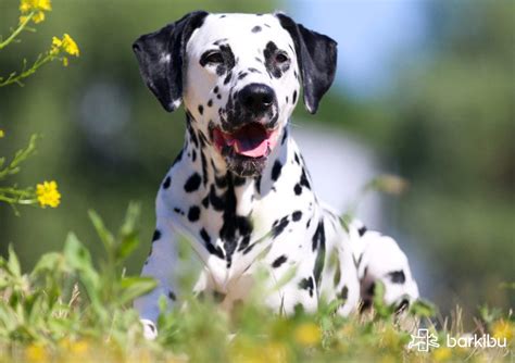 Razas De Perros De La Pelicula 101 Dálmatas Barkibu Us