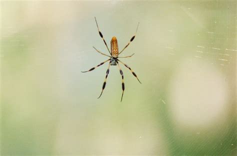 Banana Spider In Her Web Banana Spider In Her Web Flickr