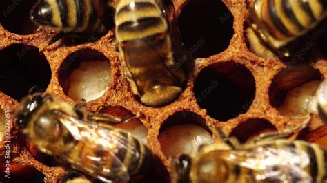 Honey Bee Larvae Hatch From Eggs Macro Honey Bee Brood Care The Birth Of A Bee Life Cycle A